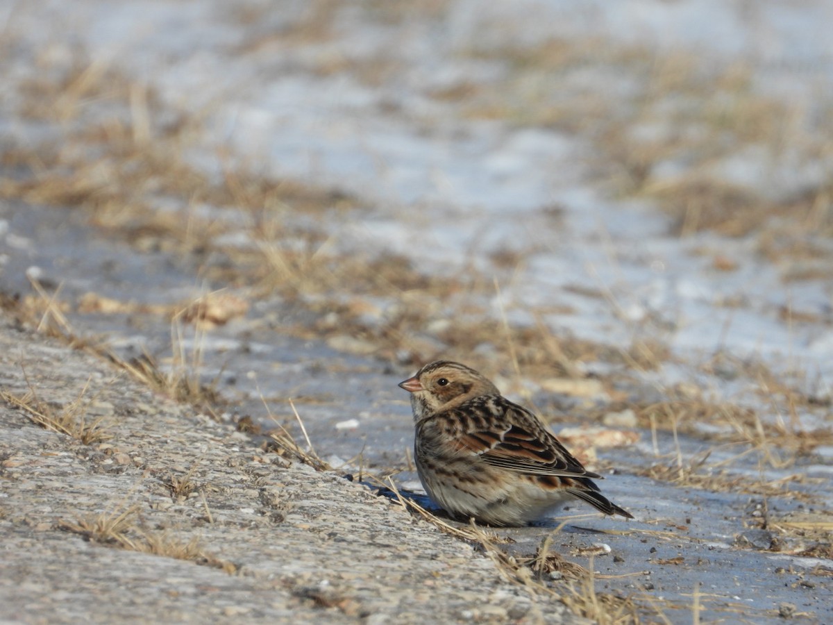 Lapland Longspur - ML646945396