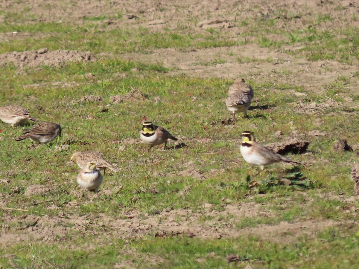 Horned Lark - ML646945403