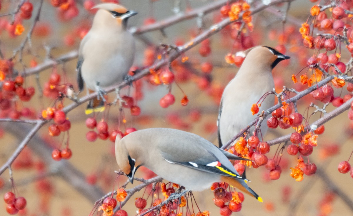 Buztanori boreala - ML646945404