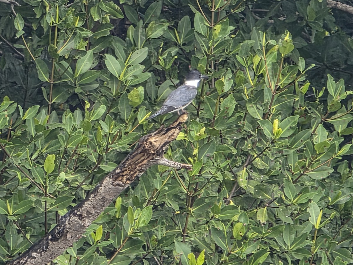 Belted Kingfisher - ML646945406