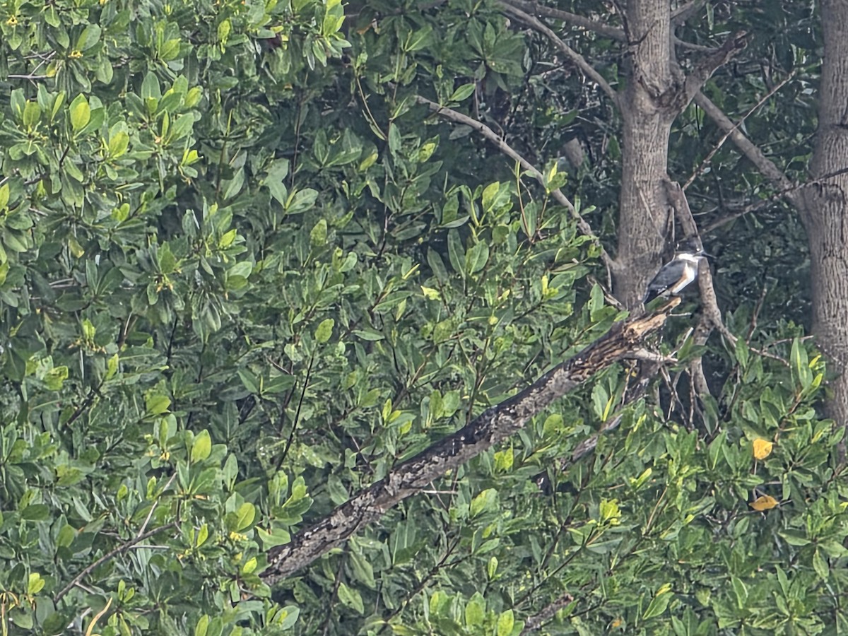Belted Kingfisher - ML646945407