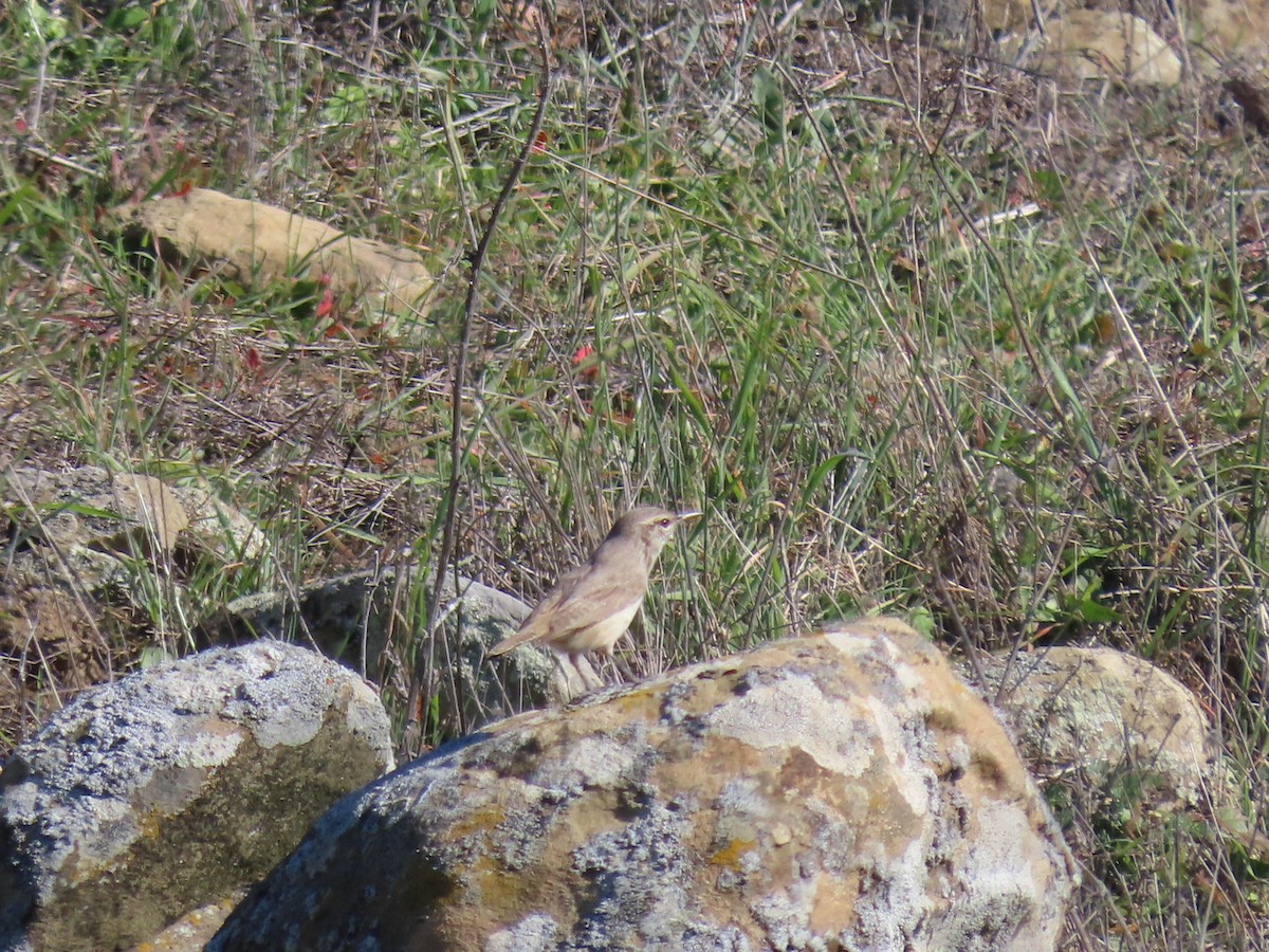 Rock Wren - ML646945410