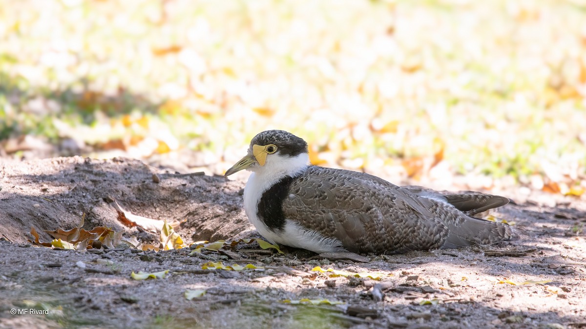 Masked Lapwing - ML646945413