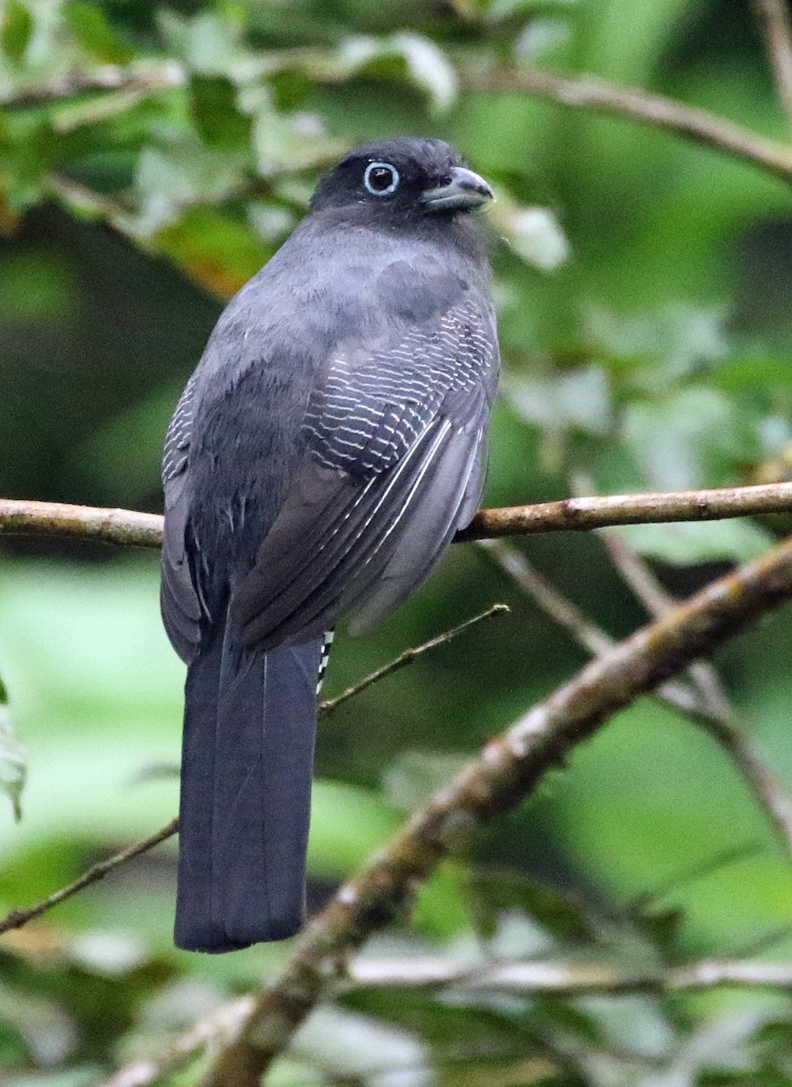 Grünmanteltrogon - ML646945415