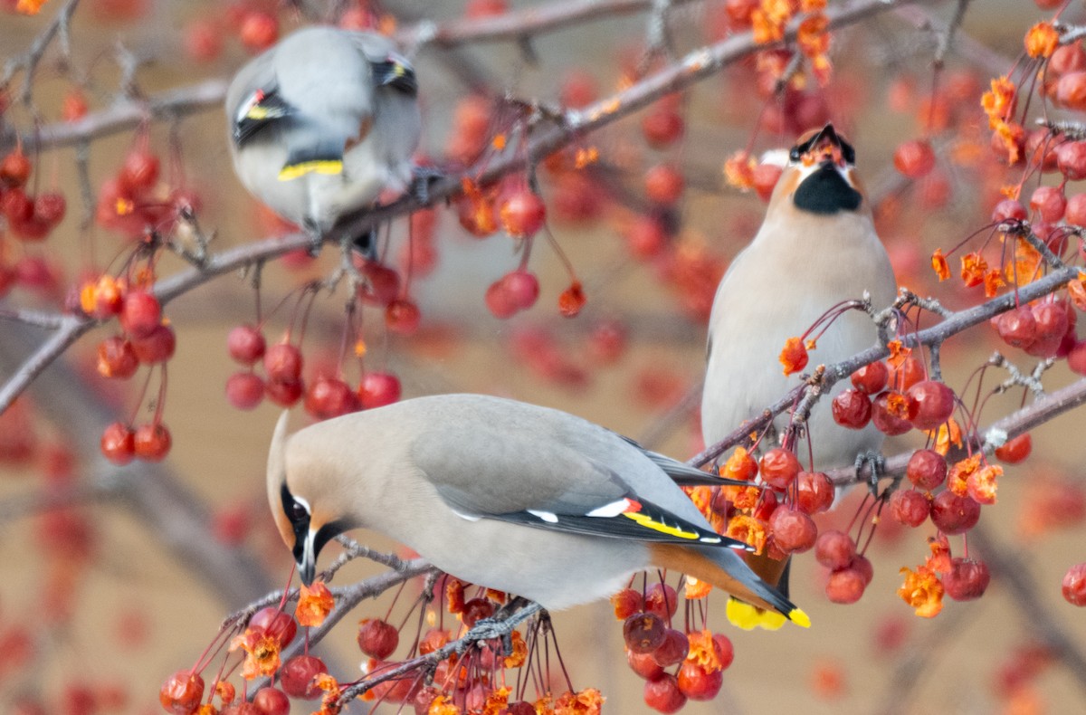 Buztanori boreala - ML646945416