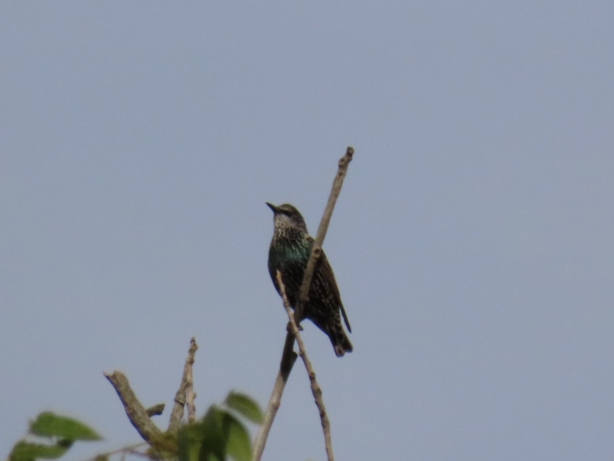 European Starling - ML646945417