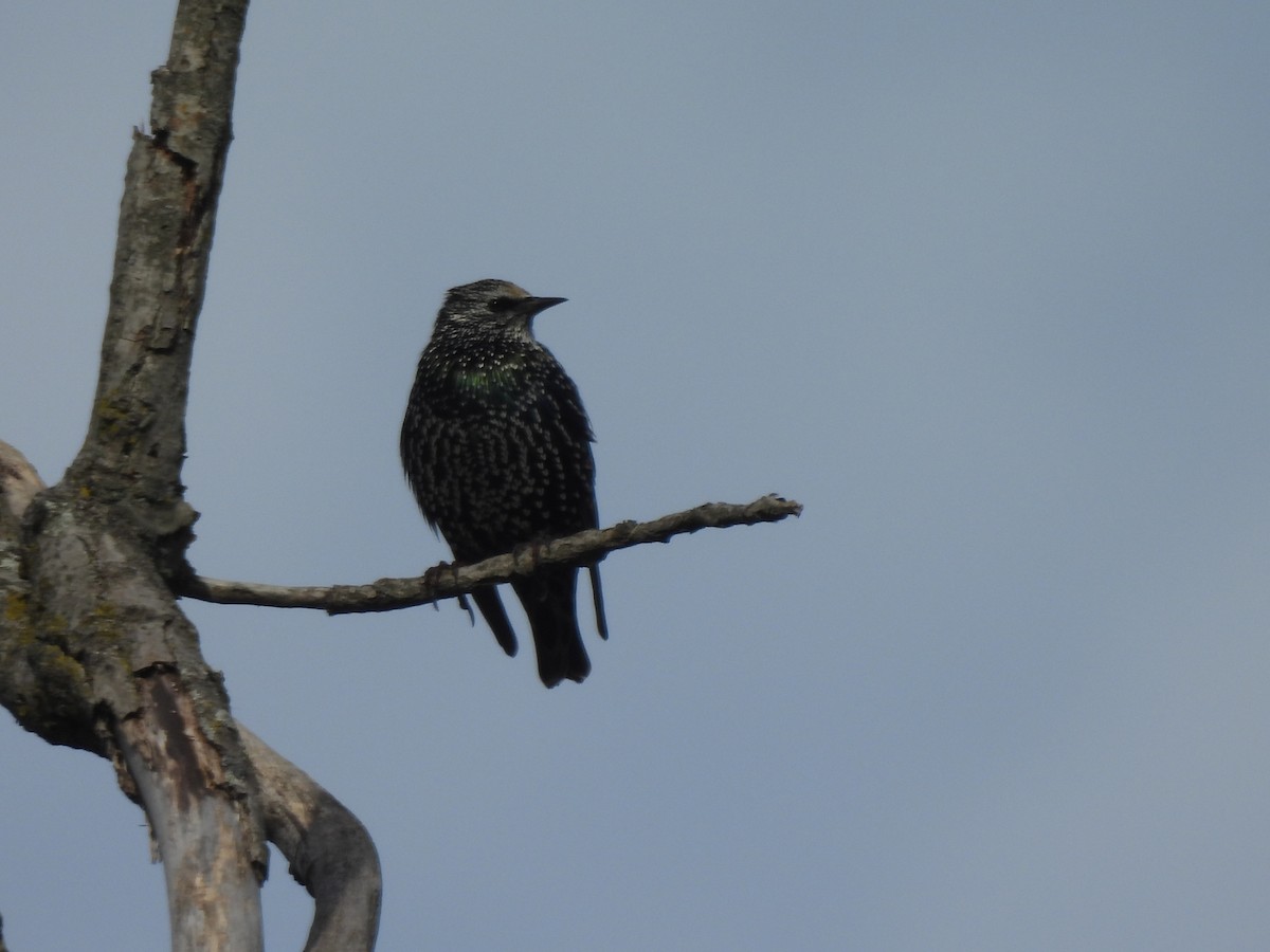 European Starling - ML646945418