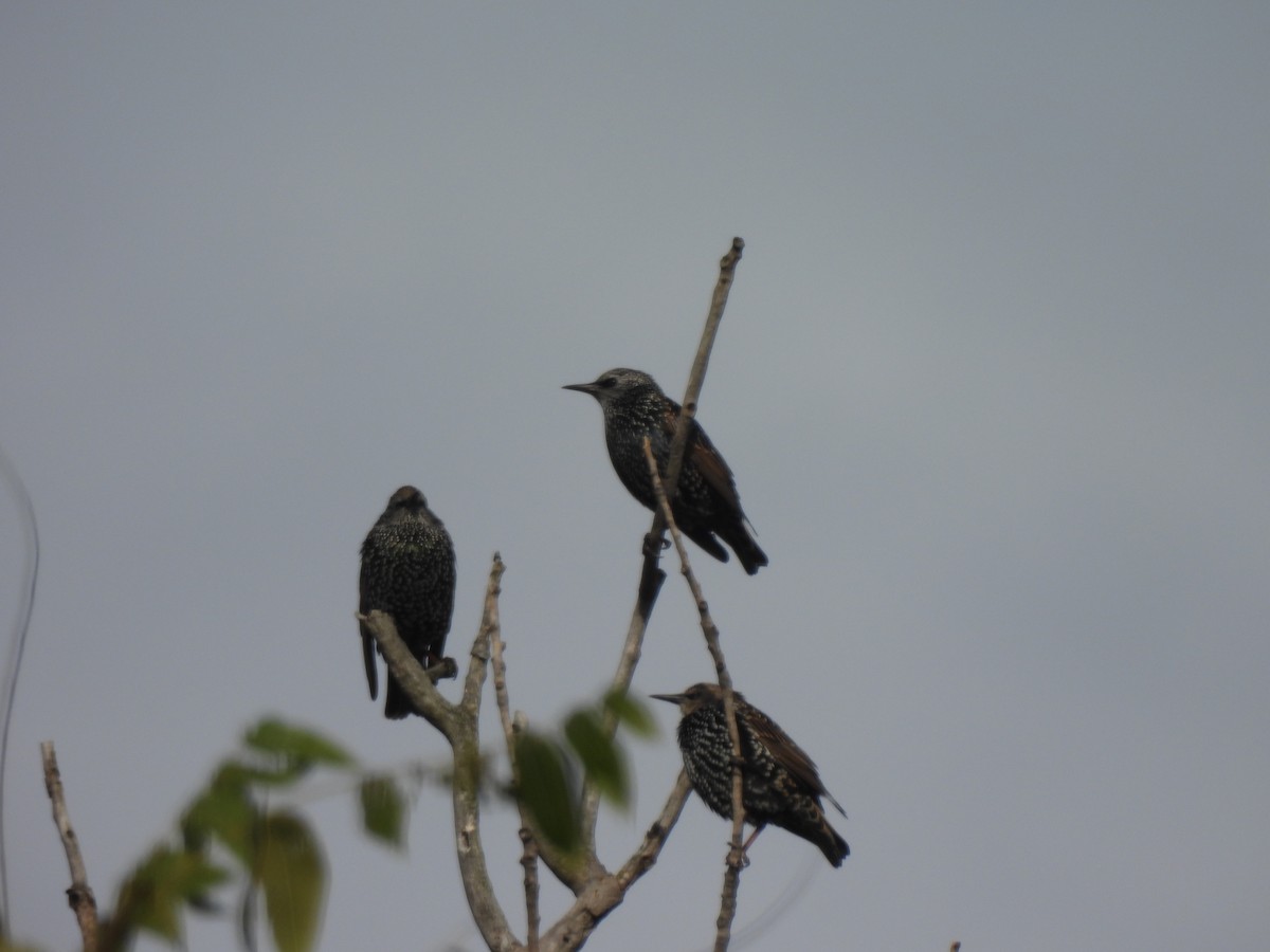 European Starling - ML646945420