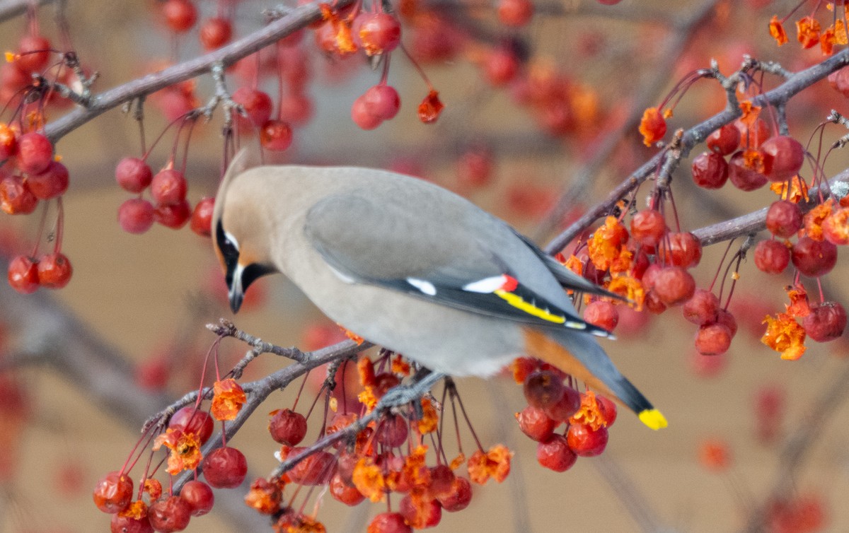 Buztanori boreala - ML646945422