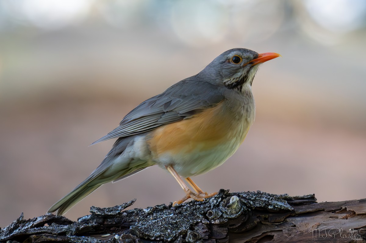 Merle kurrichane - ML646945423