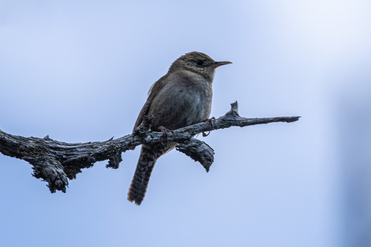 Northern House Wren - ML646945424