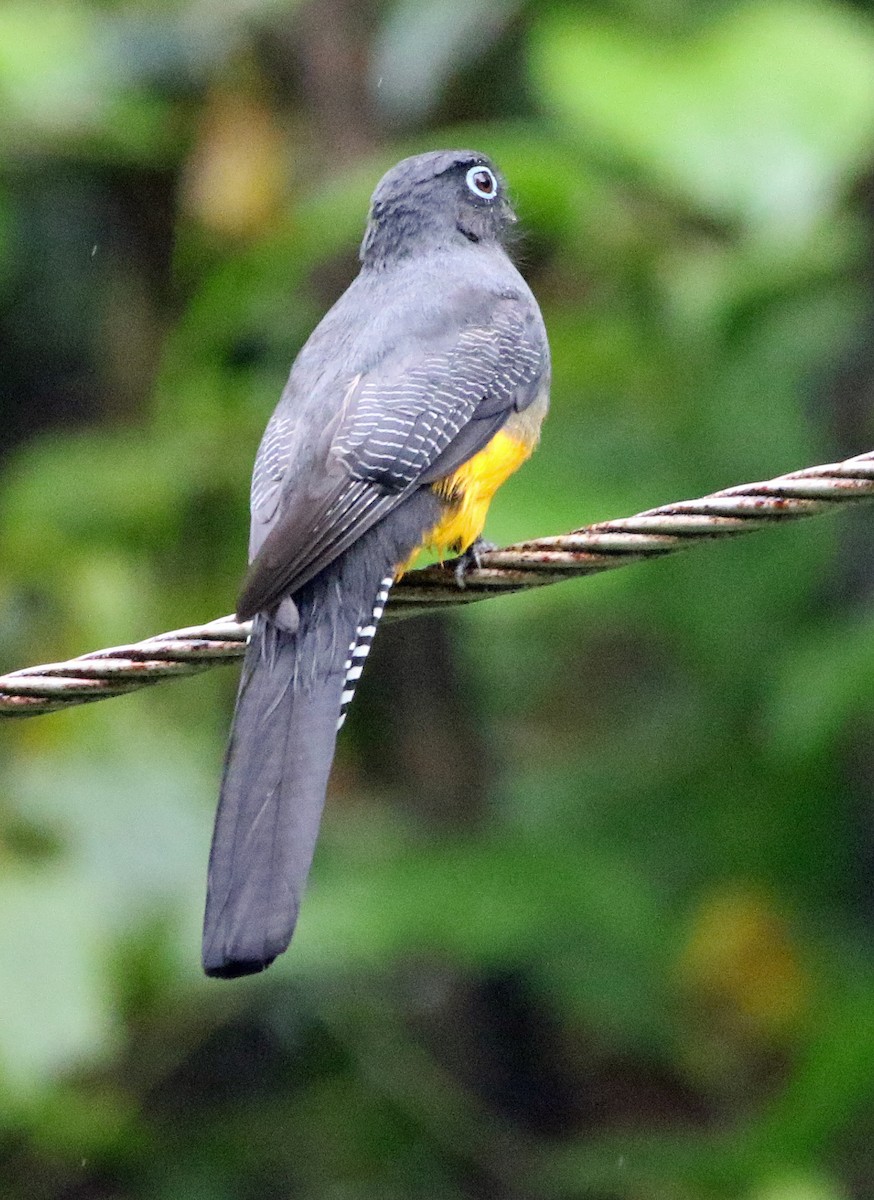 Grünmanteltrogon - ML646945425