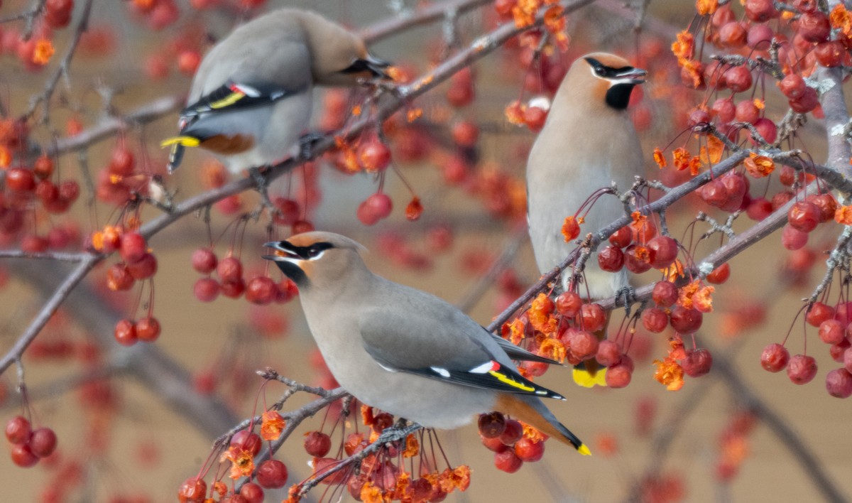 Buztanori boreala - ML646945427