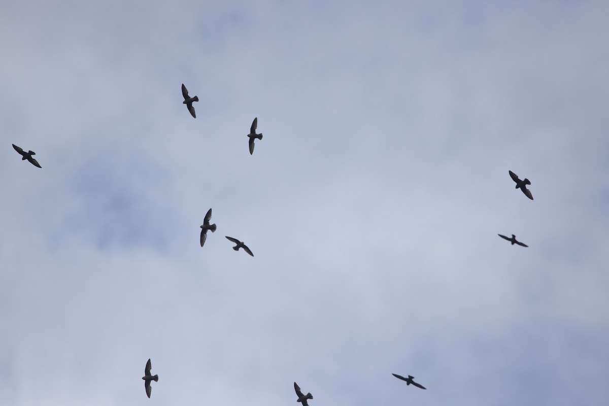 Great Dusky Swift - ML646945428