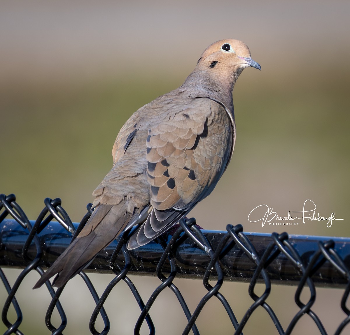 Zenaida Huilota - ML646945432