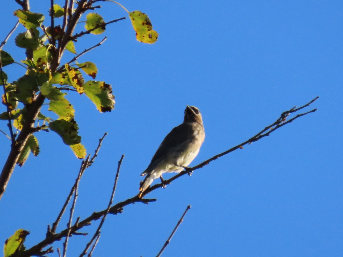 Cedar Waxwing - ML646945433