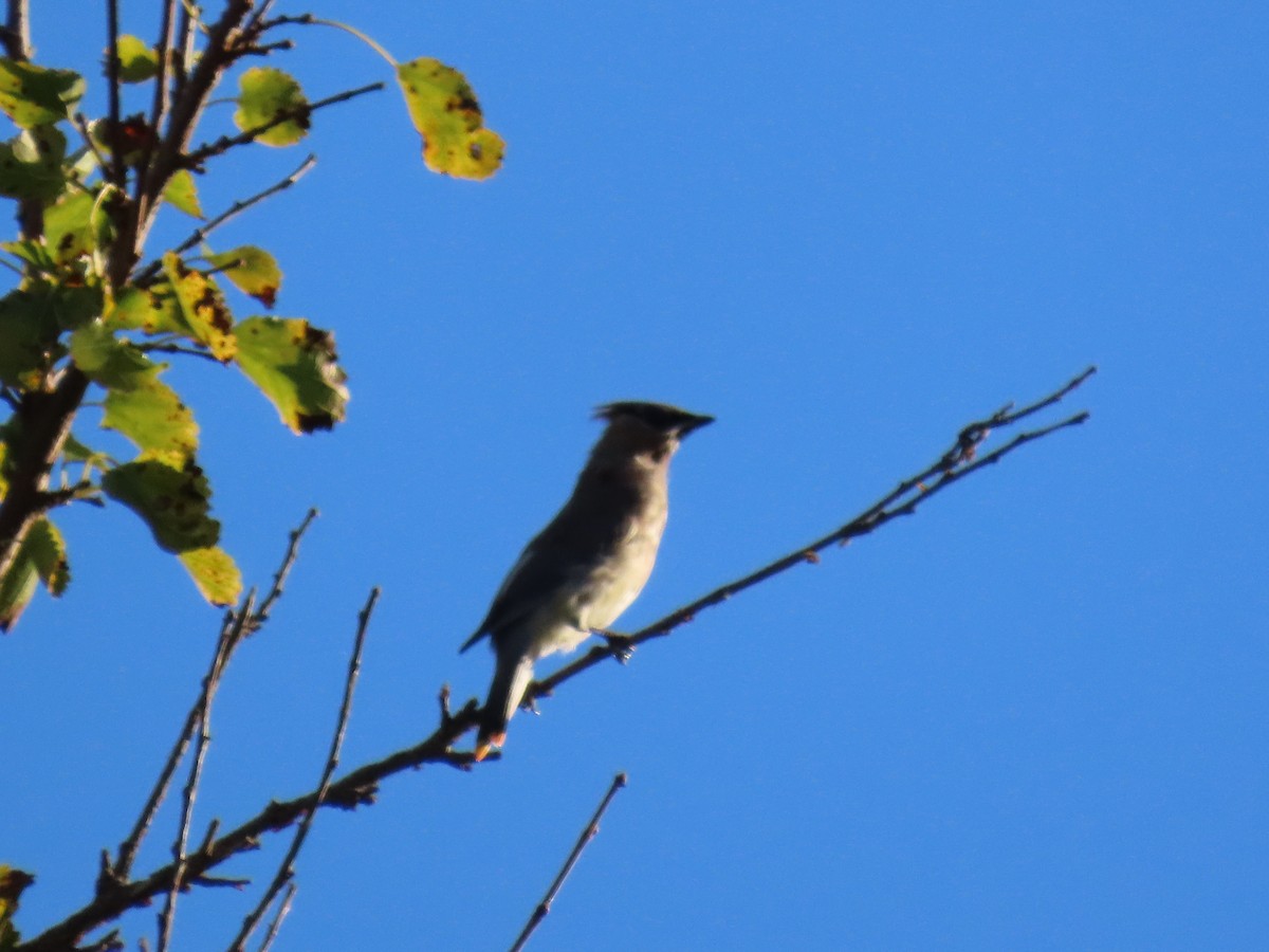 Cedar Waxwing - ML646945434