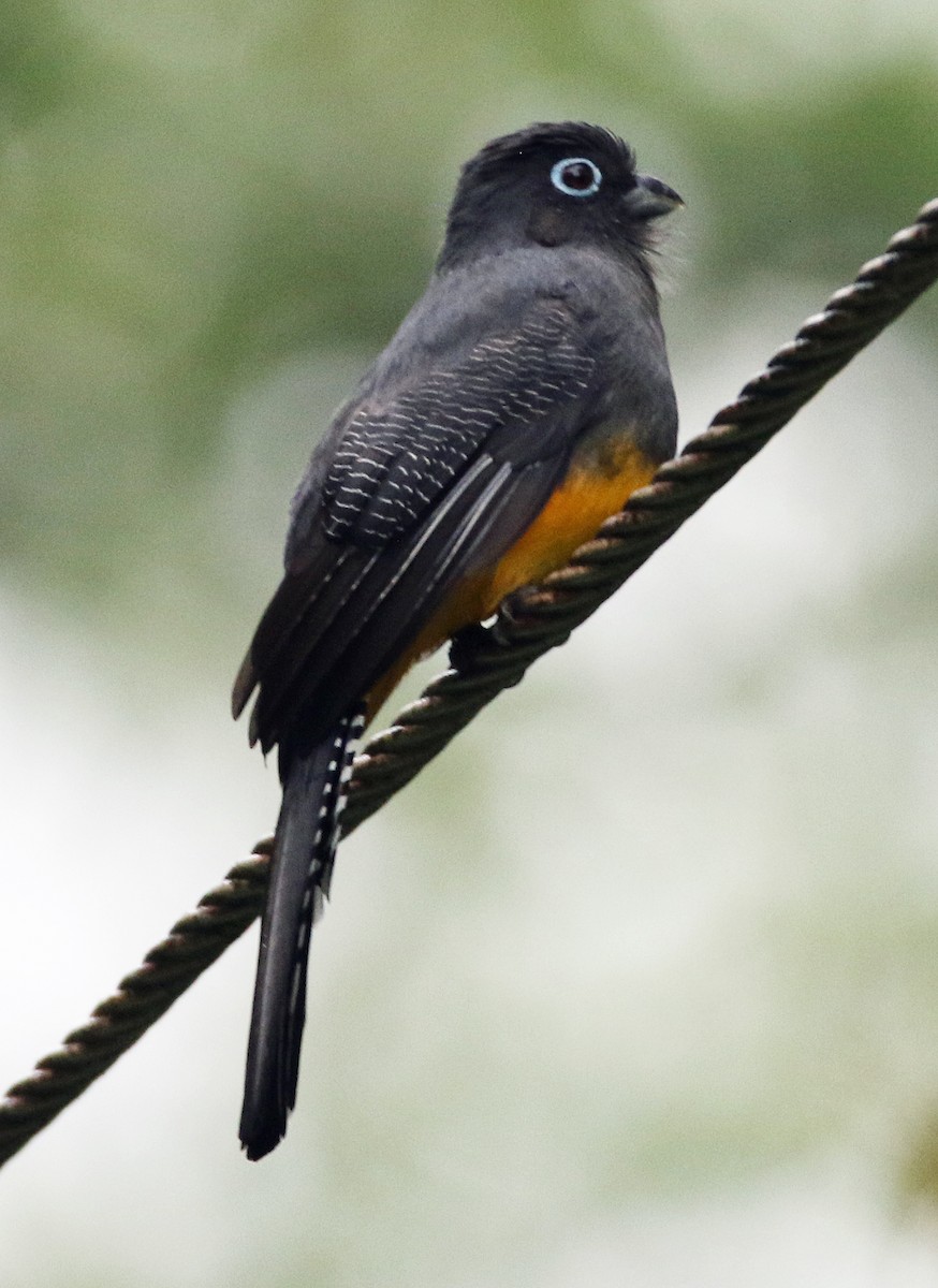 Grünmanteltrogon - ML646945438