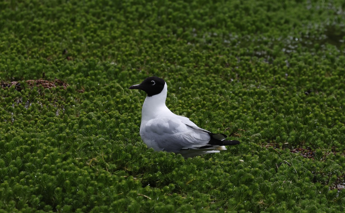 And Martısı - ML646945440