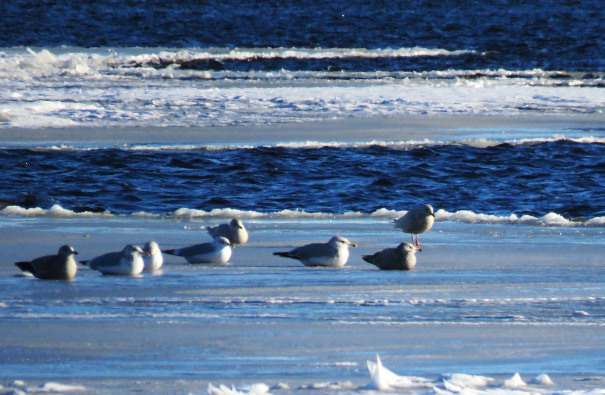 Iceland Gull - ML646945441
