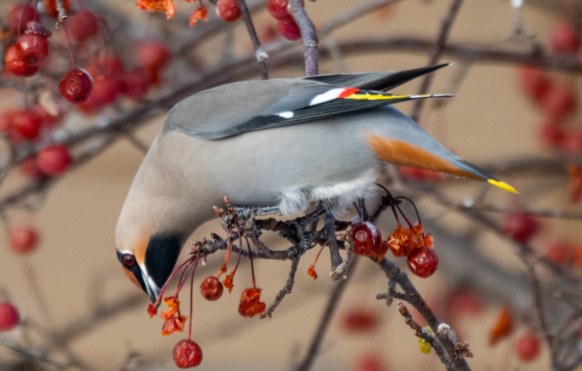 Buztanori boreala - ML646945443