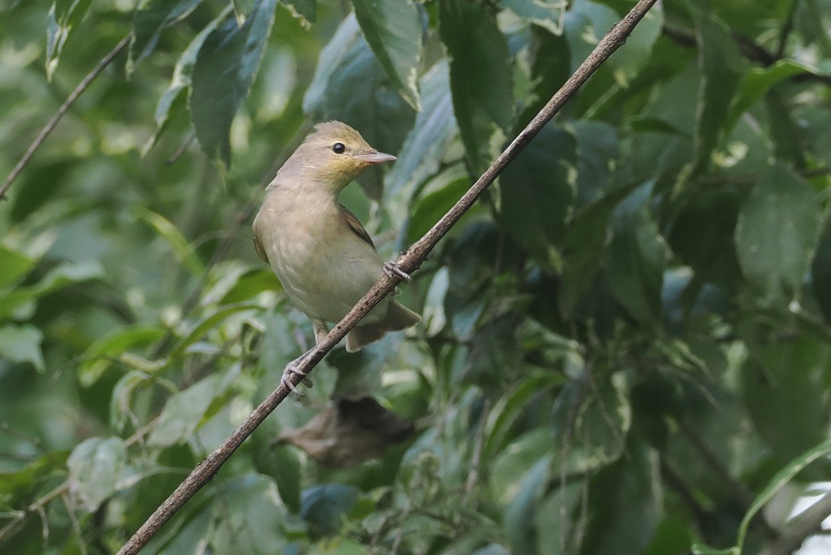 Garden Warbler - ML646945446