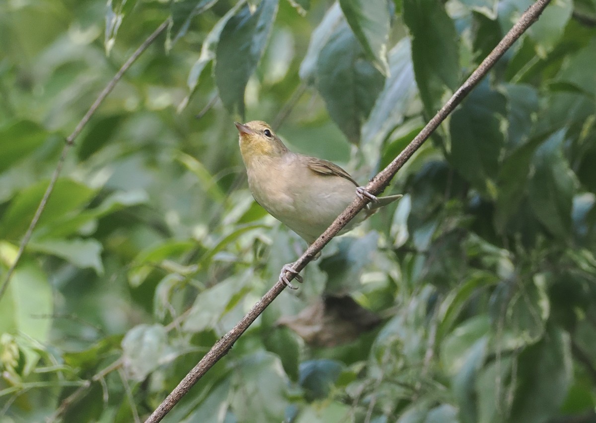 Garden Warbler - ML646945447