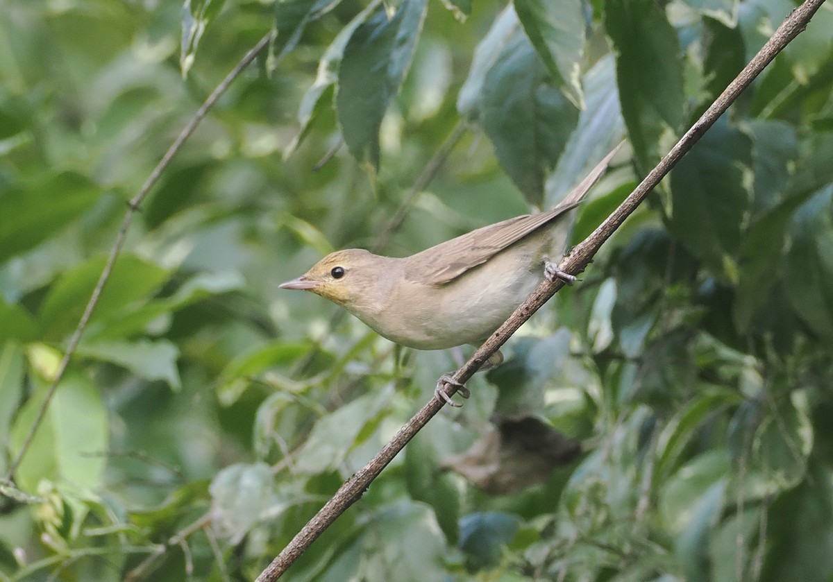 Garden Warbler - ML646945448