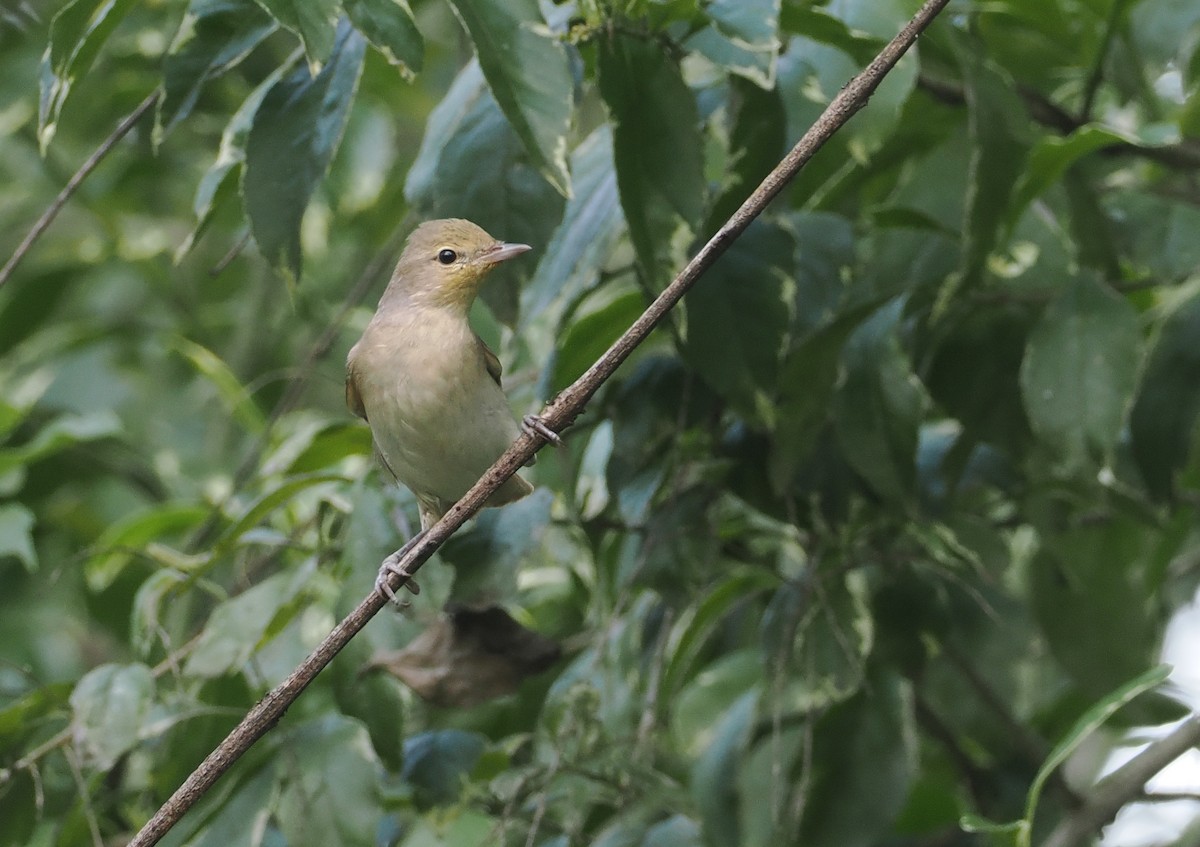 Garden Warbler - ML646945449