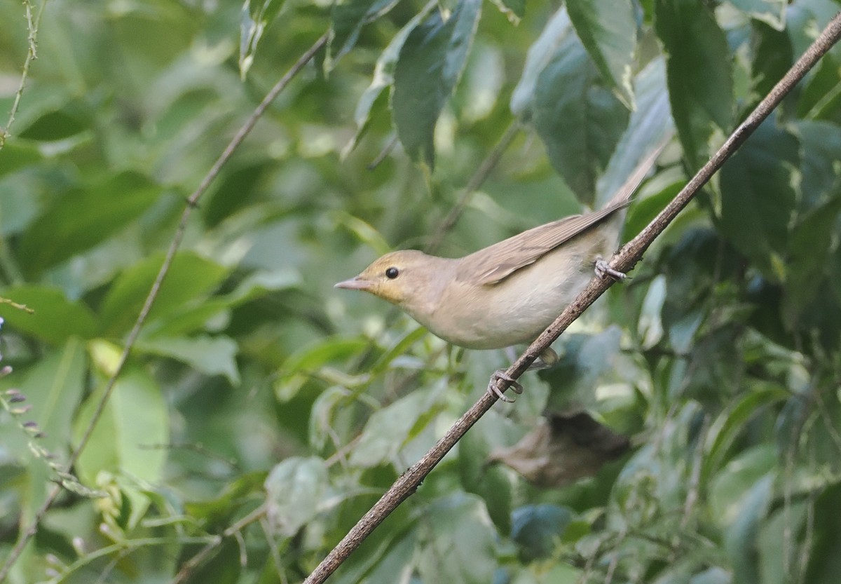 Garden Warbler - ML646945450