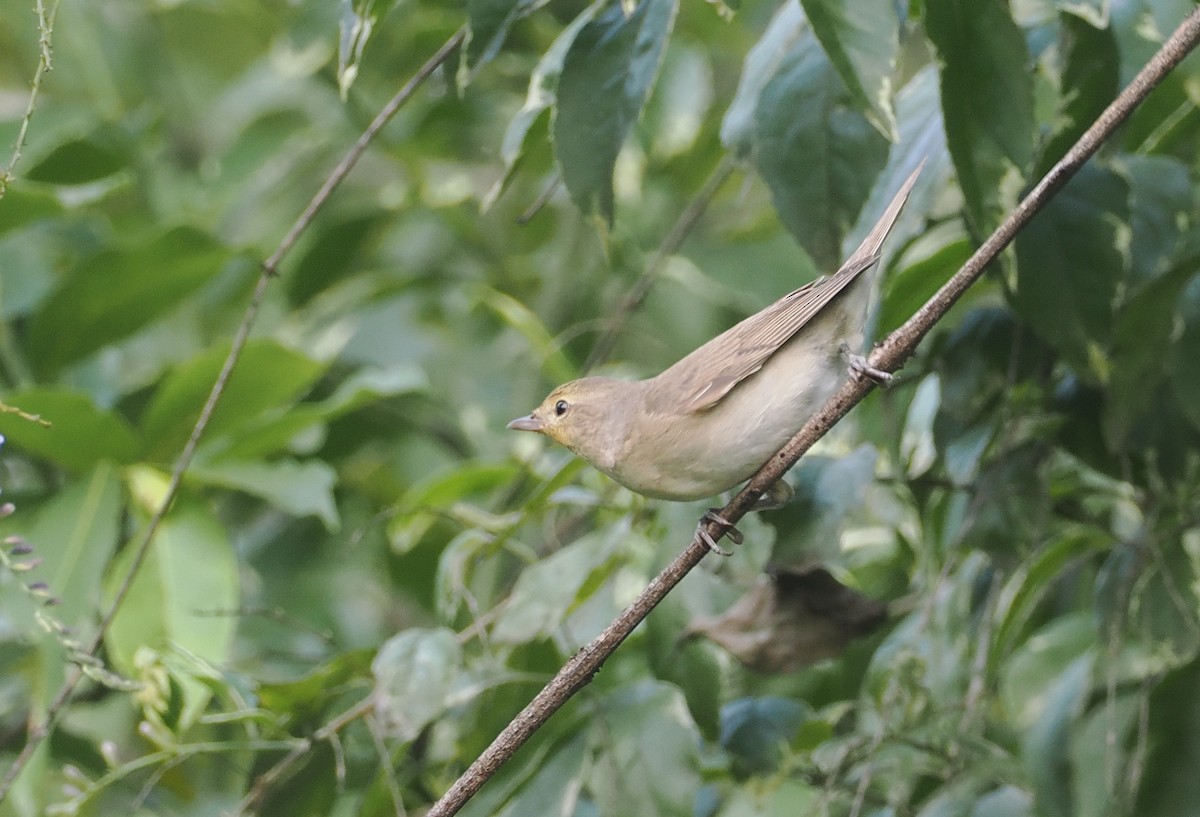 Garden Warbler - ML646945451