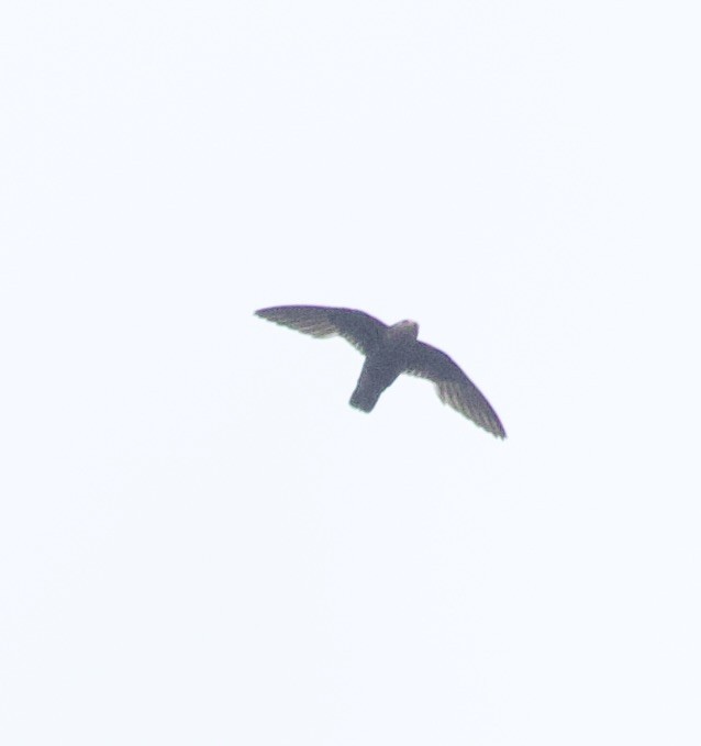 Great Dusky Swift - ML646945452