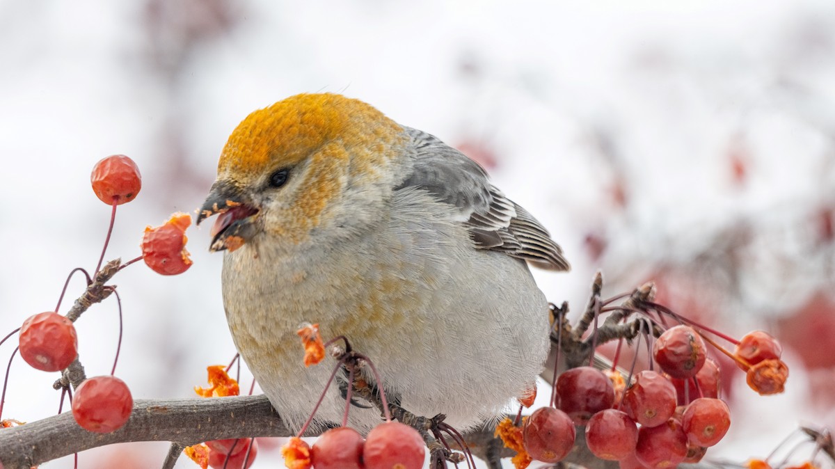 ギンザンマシコ - ML646945455