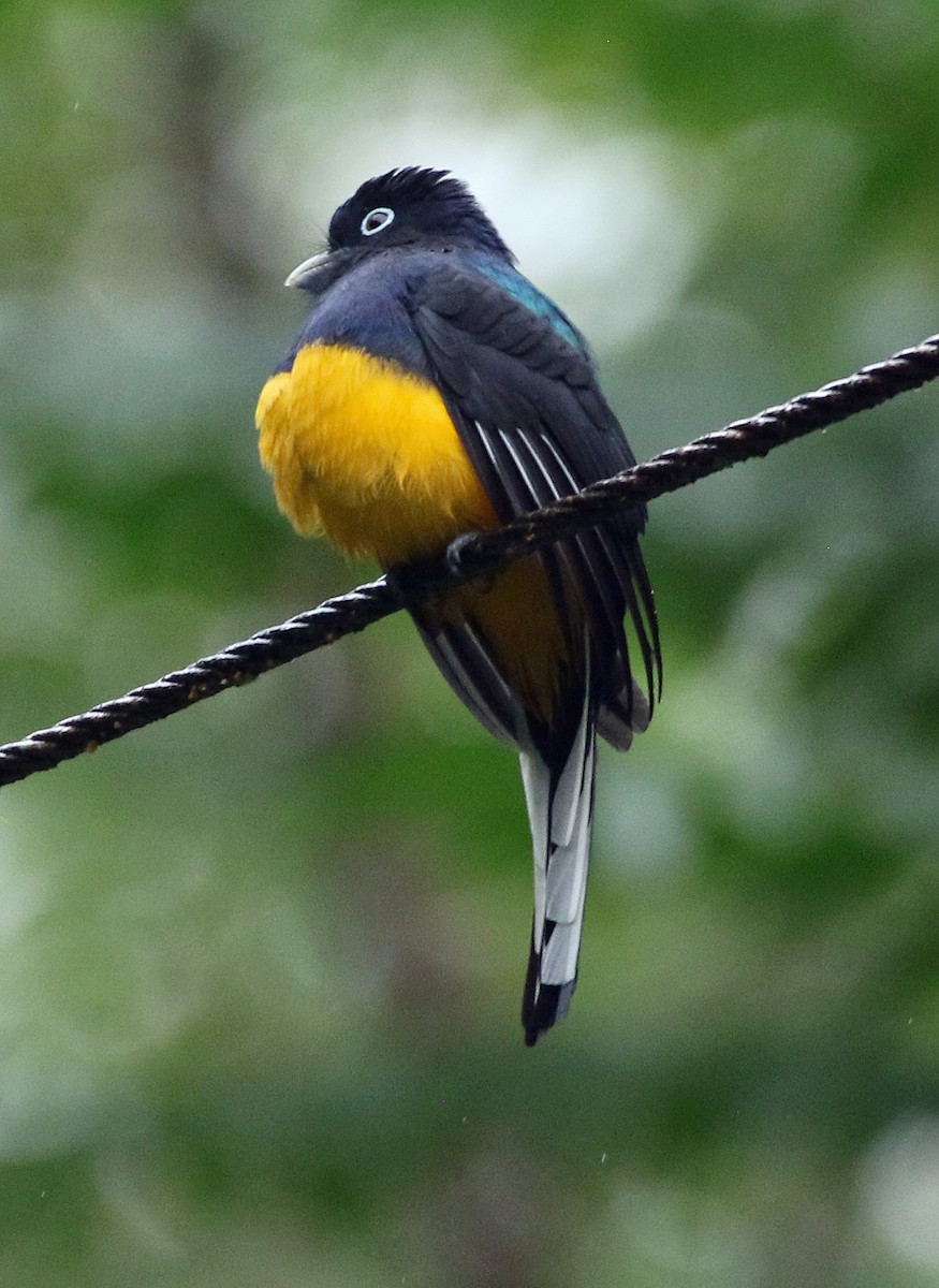 Grünmanteltrogon - ML646945456