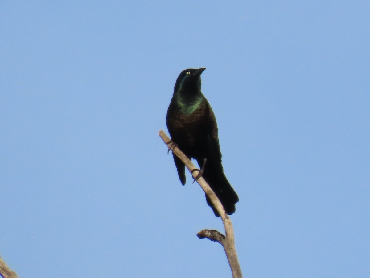 Common Grackle - ML646945457