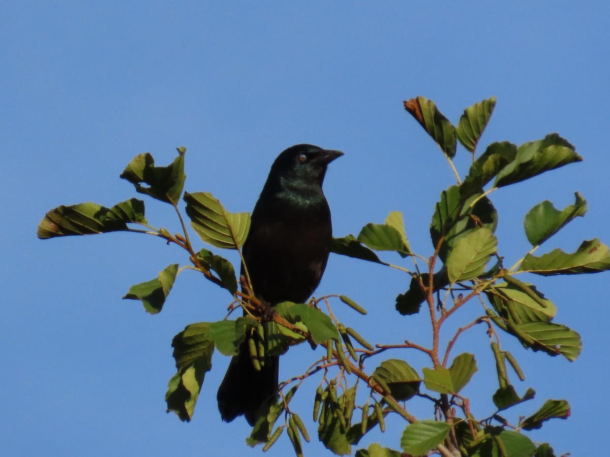 Common Grackle - ML646945458
