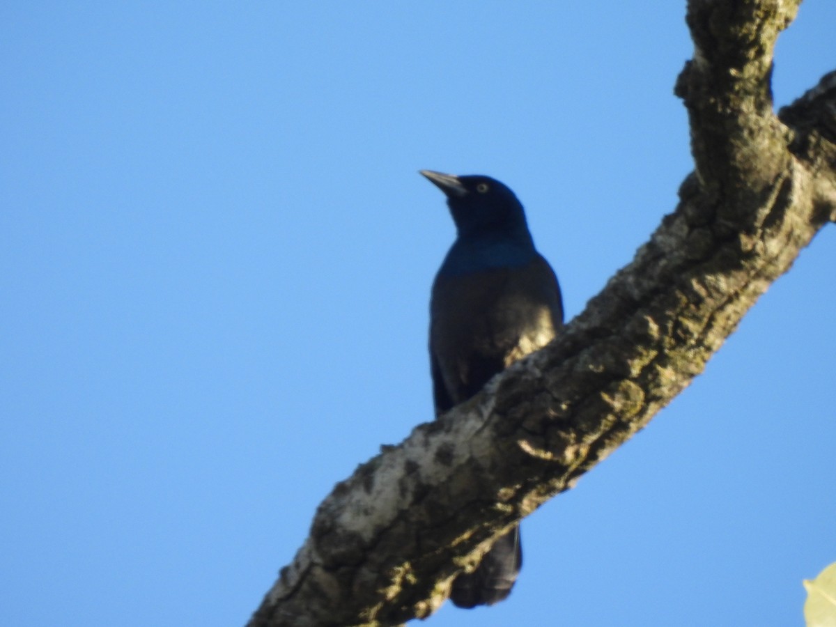 Common Grackle - ML646945459