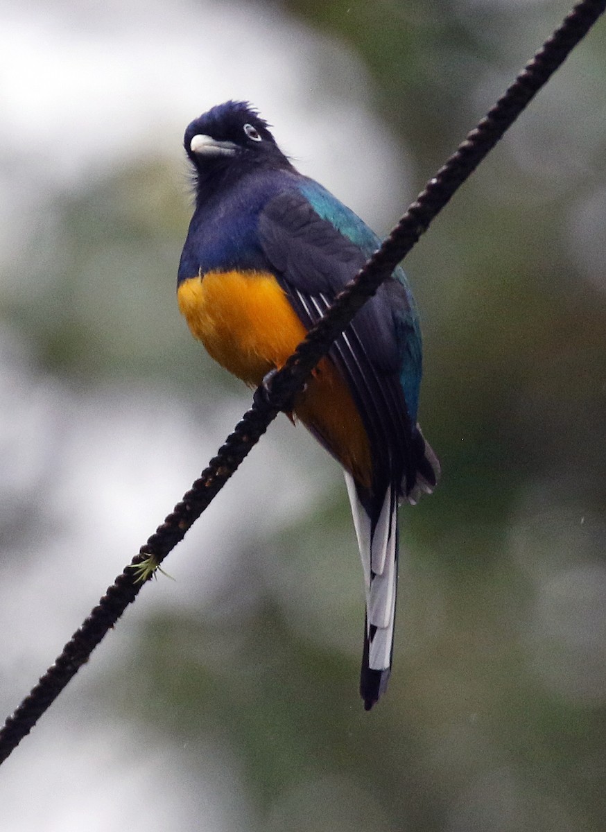 Grünmanteltrogon - ML646945461