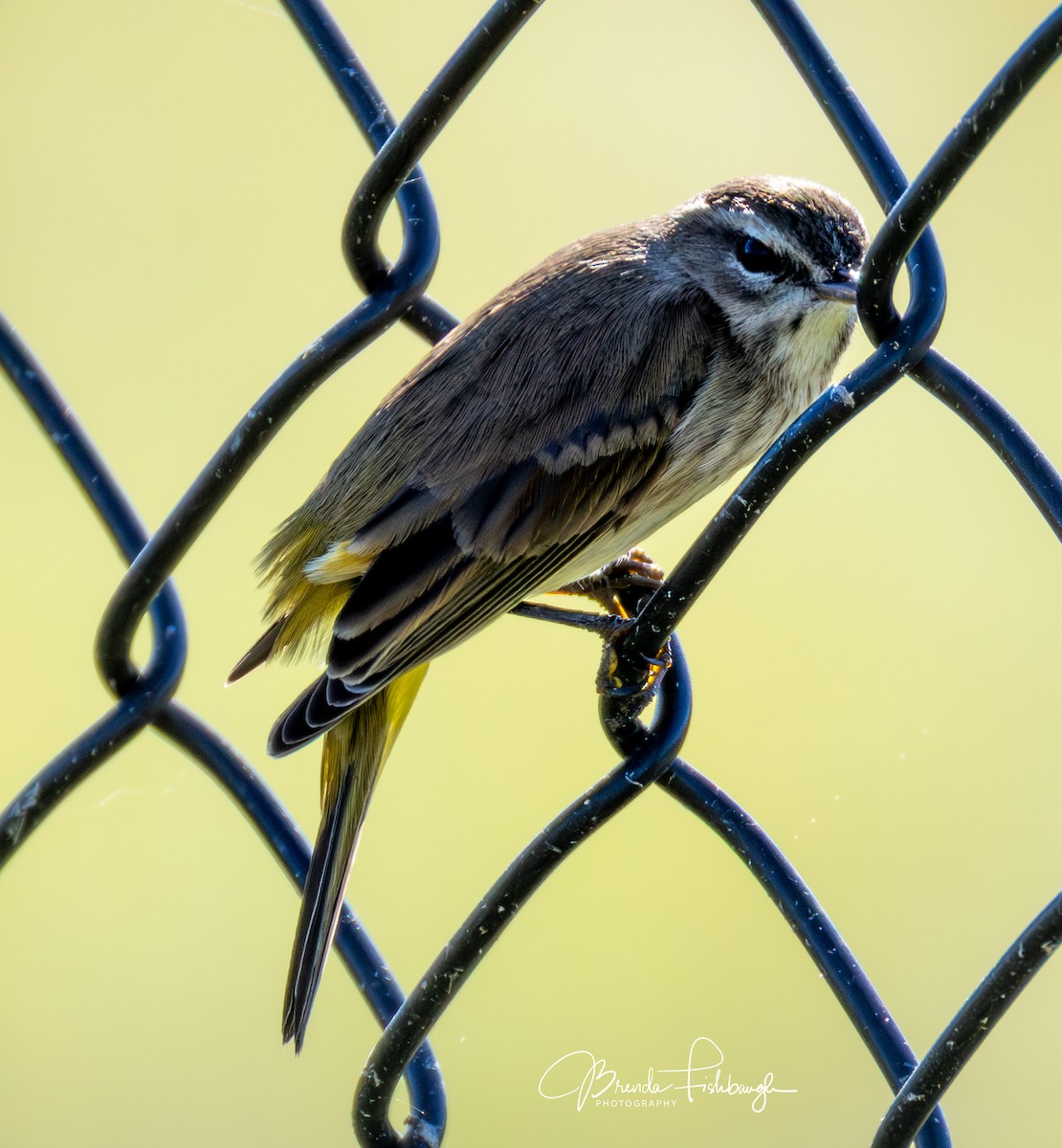 Пальмовая древесница - ML646945462