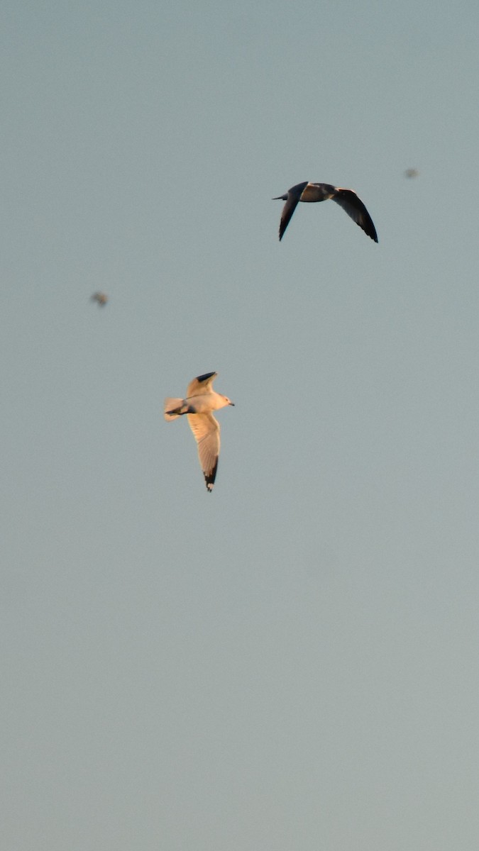 Ring-billed Gull - ML646945463
