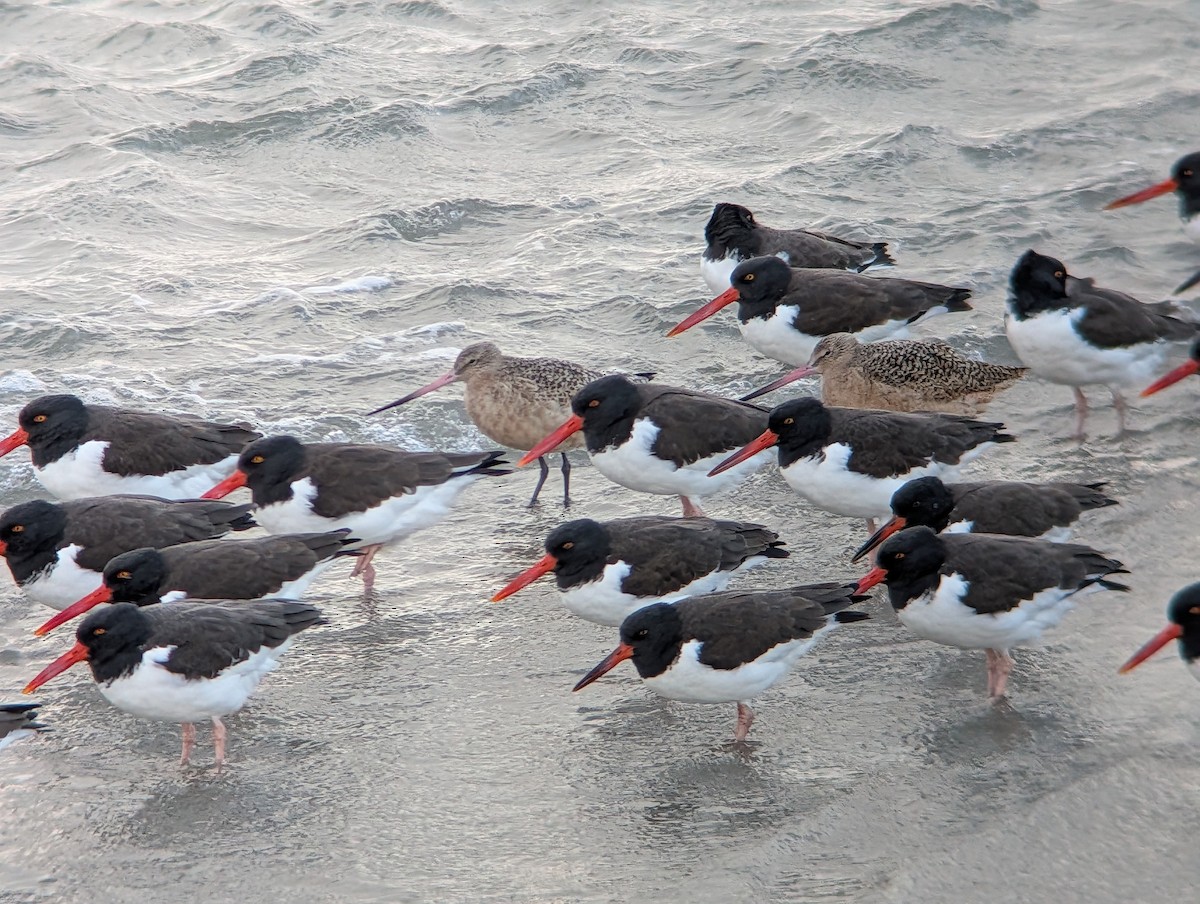 Marbled Godwit - ML646945476