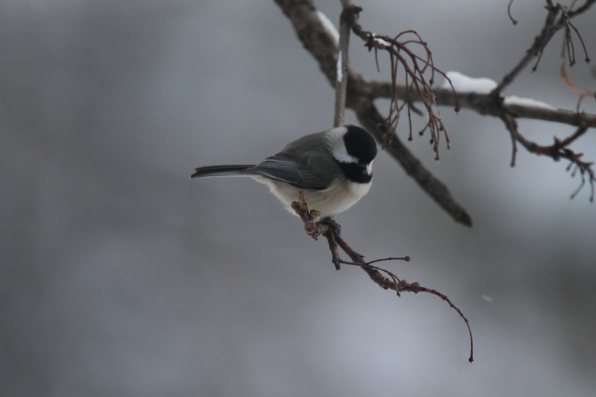 Carolina Chickadee - ML646945478