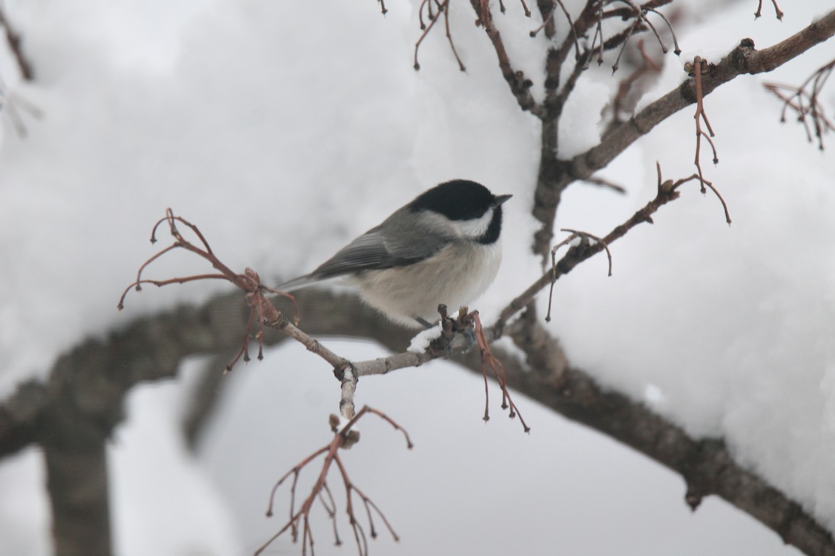 Carolina Chickadee - ML646945479