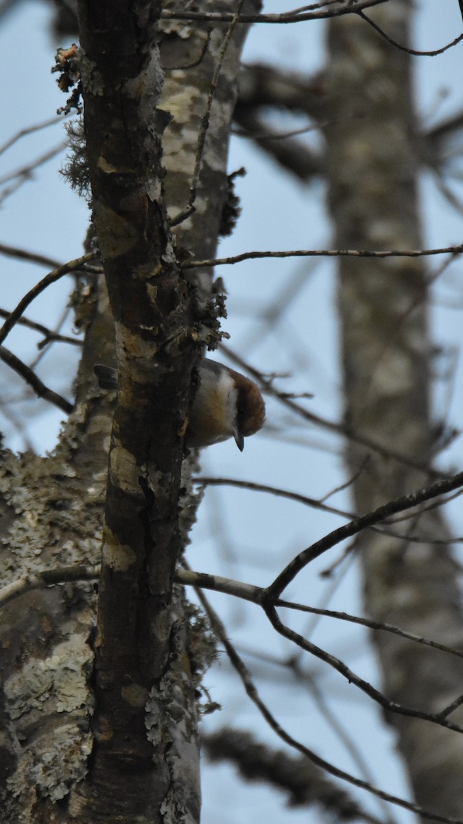 Brown-headed Nuthatch - ML646945482