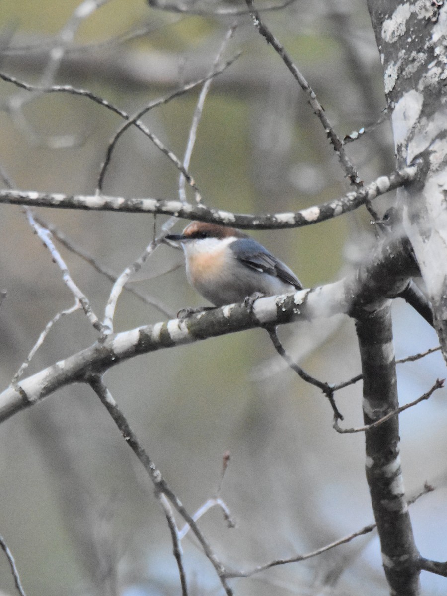 Brown-headed Nuthatch - ML646945483
