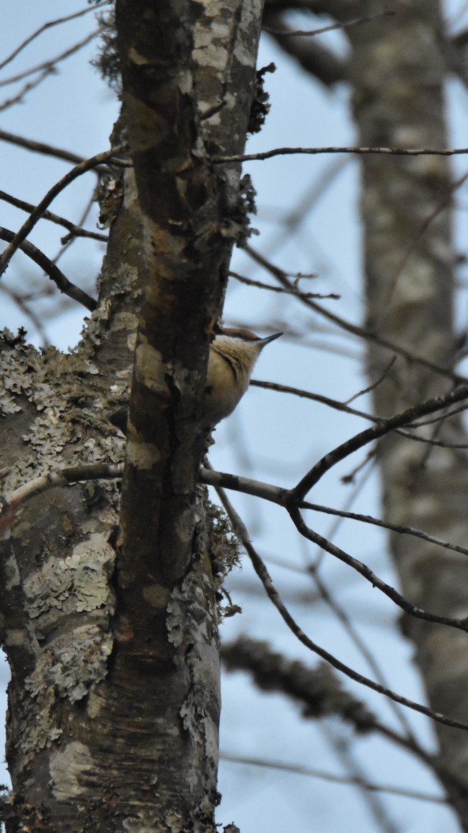 Brown-headed Nuthatch - ML646945484
