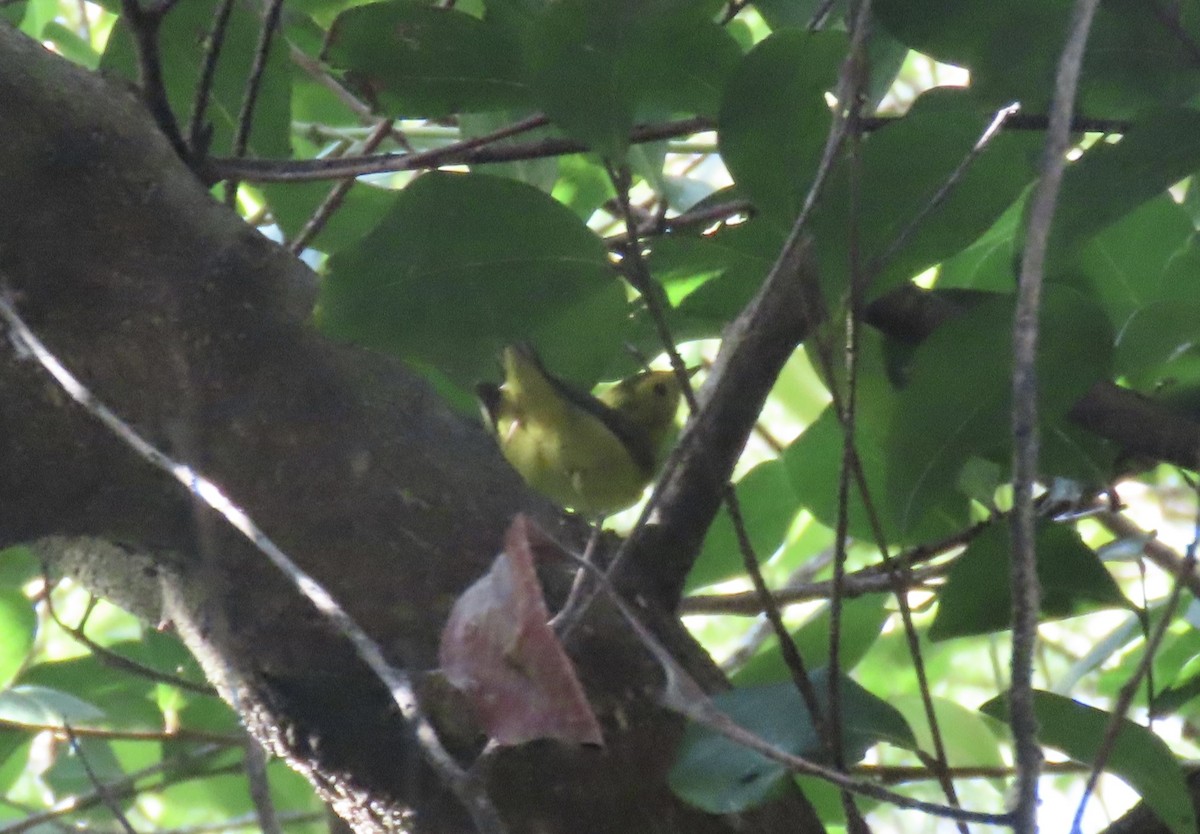 Wilson's Warbler - ML646945485