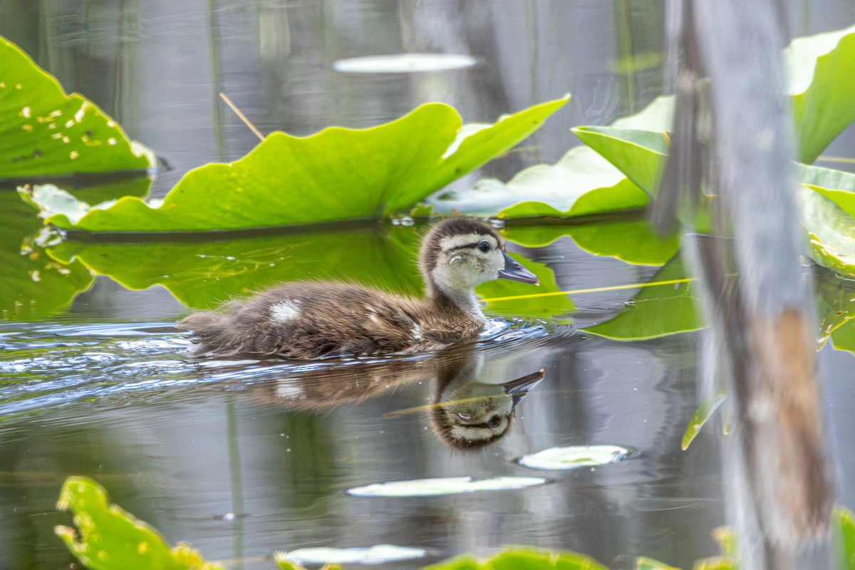 Canard branchu - ML646945489