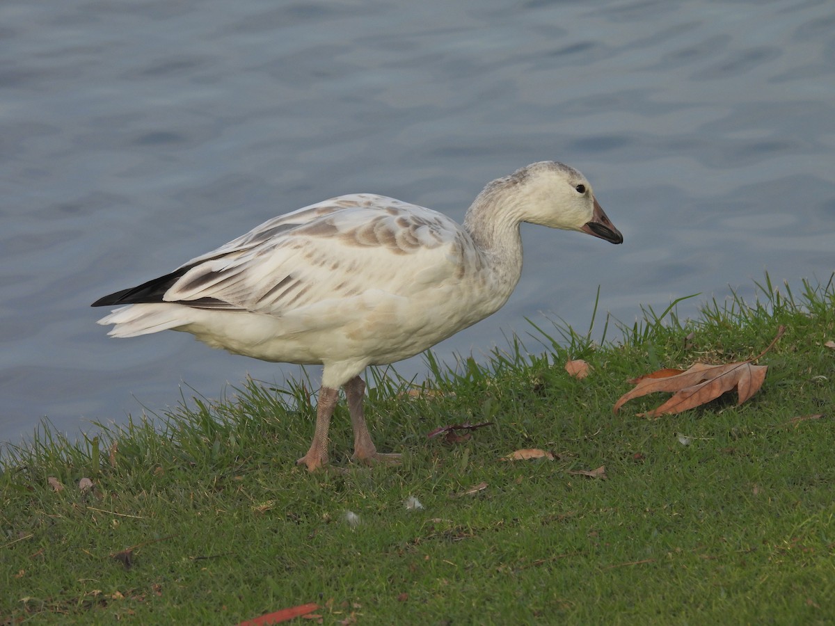 Snow Goose - ML646945491