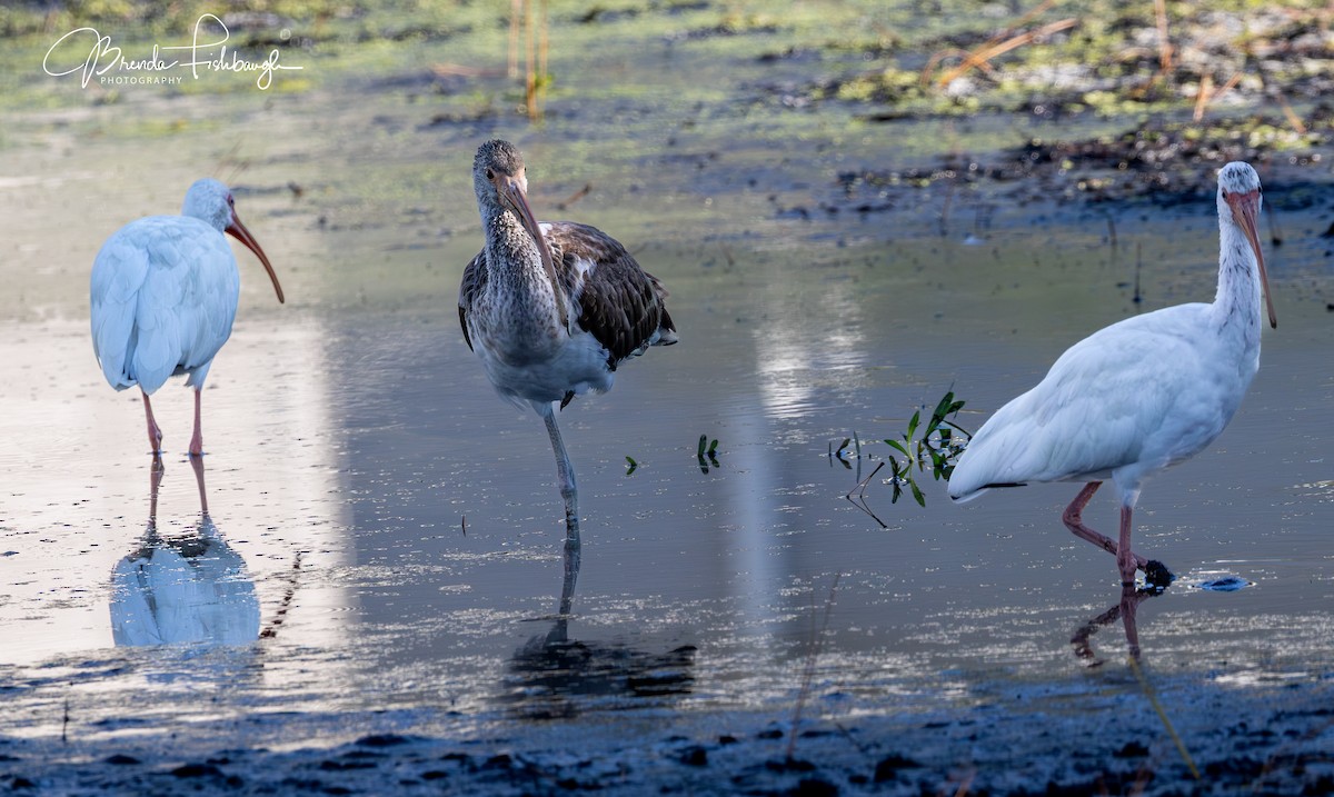 White Ibis - ML646945492